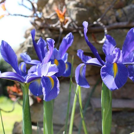Mas Les Romarins, 10 Min D'Uzes, Piscine Et Grand Jardin Clos, Jeux, Nid De Repos Et Base Pour Activites Dans Le Gard (Adults Only) Exteriér fotografie